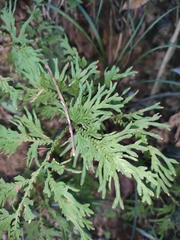 Selaginella moellendorffii
