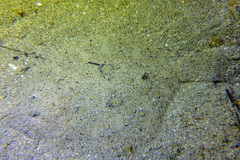 Scophthalmus rhombus