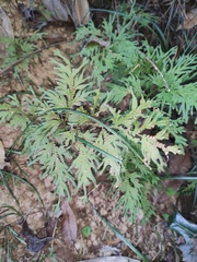 Selaginella moellendorffii