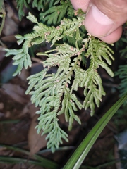Selaginella moellendorffii
