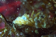 Spurilla neapolitana