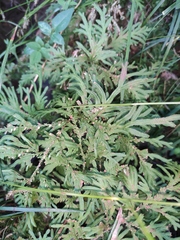 Selaginella moellendorffii