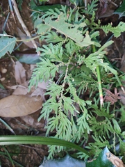 Selaginella moellendorffii