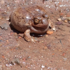 Pleurodema nebulosum