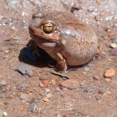 Pleurodema nebulosum