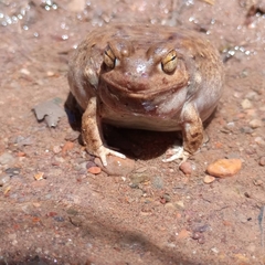 Pleurodema nebulosum