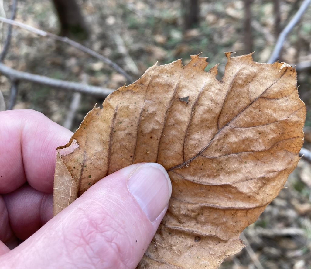 Ozark Chinquapin from Mount Pleasant, AR, US on December 9, 2021 at 11: ...