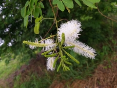 Mimosa caesalpiniifolia