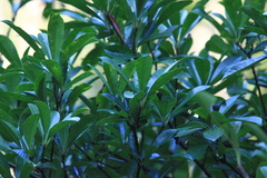 Photinia bodinieri