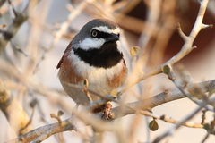 Calicalicus rufocarpalis