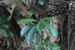 Photinia bodinieri