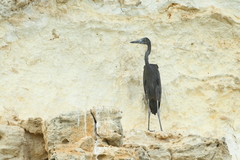 Ardea humbloti