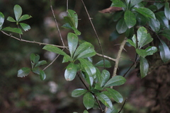 Photinia bodinieri