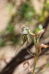 Pterostylis planulata