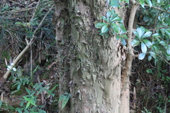 Photinia bodinieri