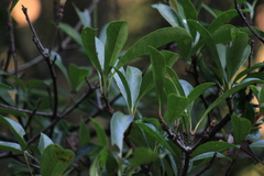 Photinia bodinieri