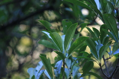 Photinia bodinieri