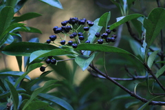 Photinia bodinieri