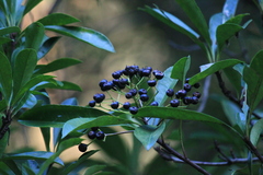 Photinia bodinieri