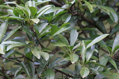 Photinia bodinieri
