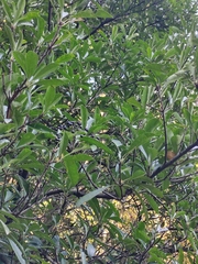 Photinia bodinieri