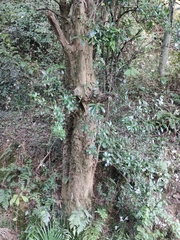 Photinia bodinieri