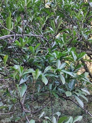 Photinia bodinieri