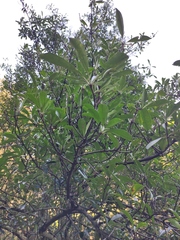 Photinia bodinieri