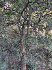Photinia bodinieri