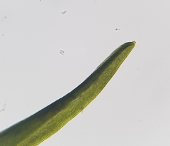 Trichostomum crispulum