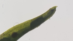 Trichostomum crispulum