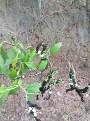 Tournefortia hartwegiana