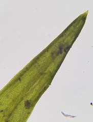 Trichostomum crispulum