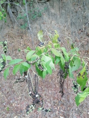 Tournefortia hartwegiana
