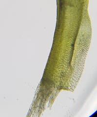 Trichostomum crispulum
