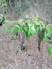Tournefortia hartwegiana