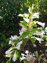 Weigela