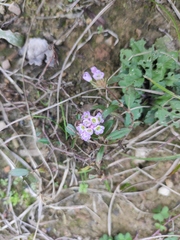 Persicaria criopolitana