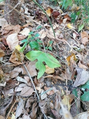 Passiflora viridiflora