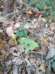 Passiflora viridiflora