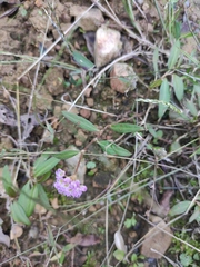 Persicaria criopolitana