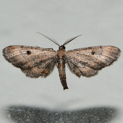 Tornos abjectarius Hulst, 1887