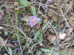 Persicaria criopolitana