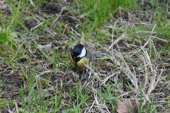 Parus major