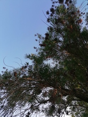 Astianthus viminalis