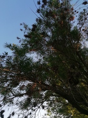 Astianthus viminalis