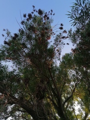 Astianthus viminalis
