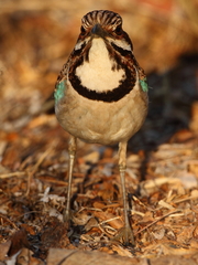Uratelornis chimaera