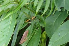 Phimenes flavopictus flavopictus