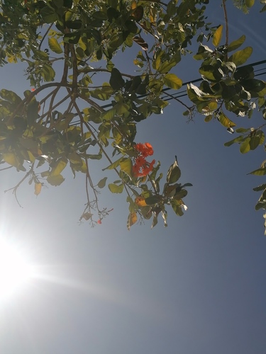 Cordia dodecandra (Cordia dodecandra)